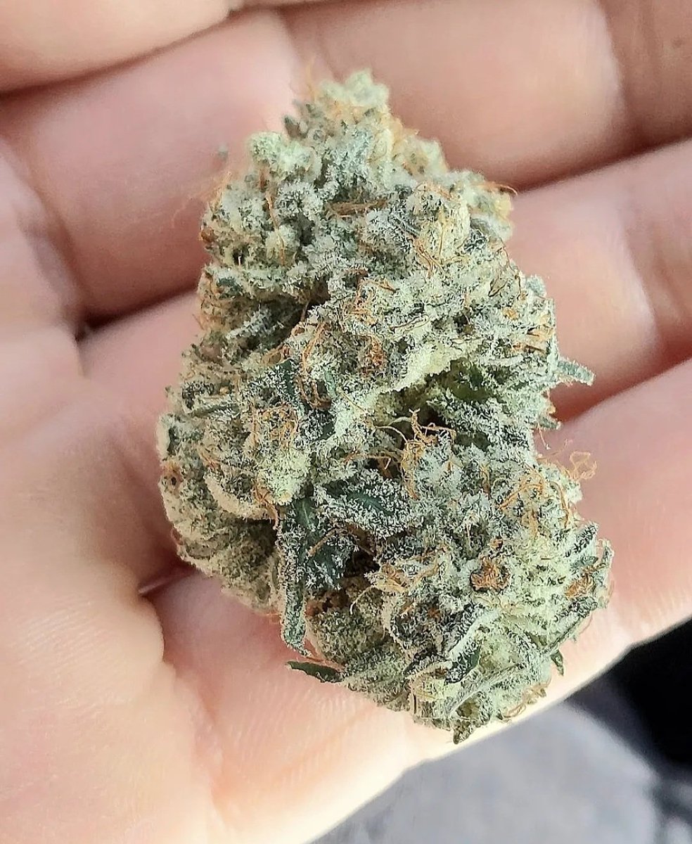 If you haven't checked out our new seed drop a few weeks ago on our website purebreeding.com , then your missing out on flower like this! Plus we're running extremely low on packs as of now.
🌱
Theres only a few days left with the 20% off your order with coupon code - July