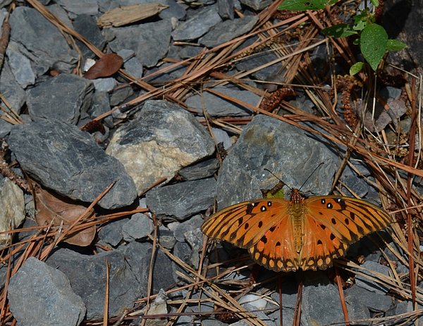StevenLoweGA's tweet photo. New artwork for sale! - "Gulf Fritillary warming in the sun" - https://t.co/74TKsLVPb2 @fineartamerica https://t.co/290LijxgM8