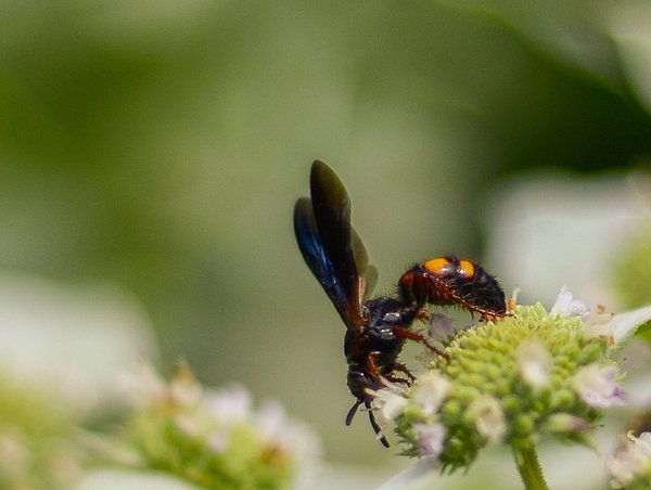 StevenLoweGA's tweet photo. New artwork for sale! - "Wasp on a flower" - https://t.co/ZUtFWvxvtZ @fineartamerica https://t.co/f501c5ycUZ