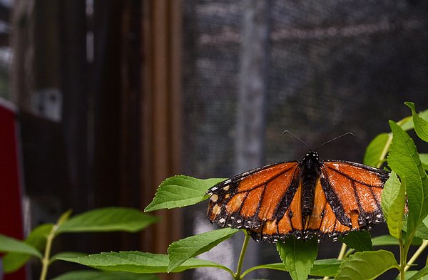 StevenLoweGA's tweet photo. New artwork for sale! - "Monarch butterfly in the sun" - https://t.co/yzxJVtFeI2 @fineartamerica https://t.co/D9J4Bz6tIr