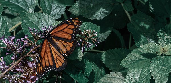 StevenLoweGA's tweet photo. New artwork for sale! - "Monarch butterfly sunning" - https://t.co/jsLRvAKGHW @fineartamerica https://t.co/CAHj6vmhRX