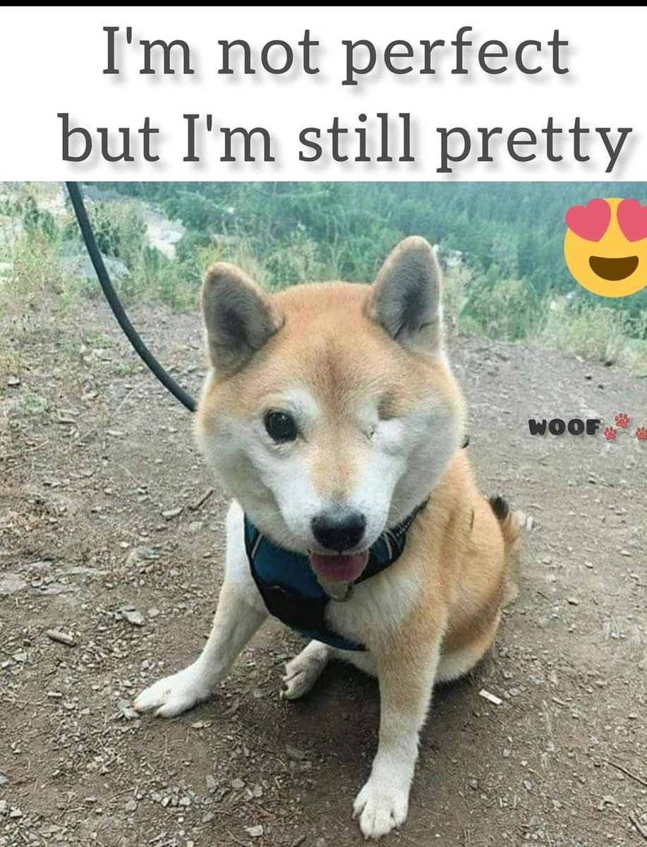 Happy Dog tweet media