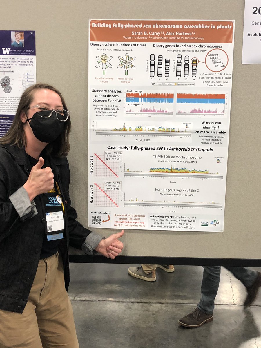 Come learn about fully-phased sex chromosomes at the @ASPB poster session! @sarahbcarey #PlantBio2022 @PacBio @hudsonalpha @aeharkess