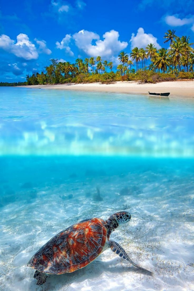 BeautyNature___'s tweet photo. Good morning everyone 🏝️

#beach #NaturePhotography https://t.co/o2Tanv7iRR