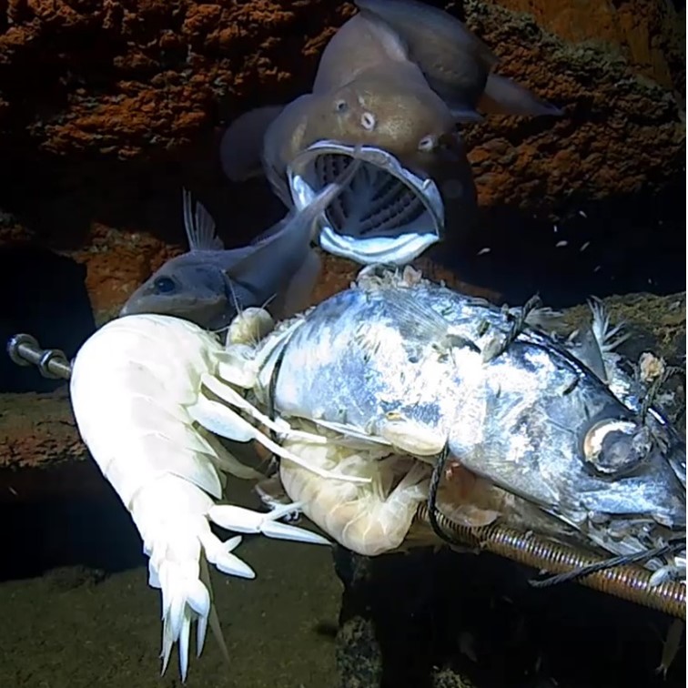 Deep Sea Research Centre tweet media