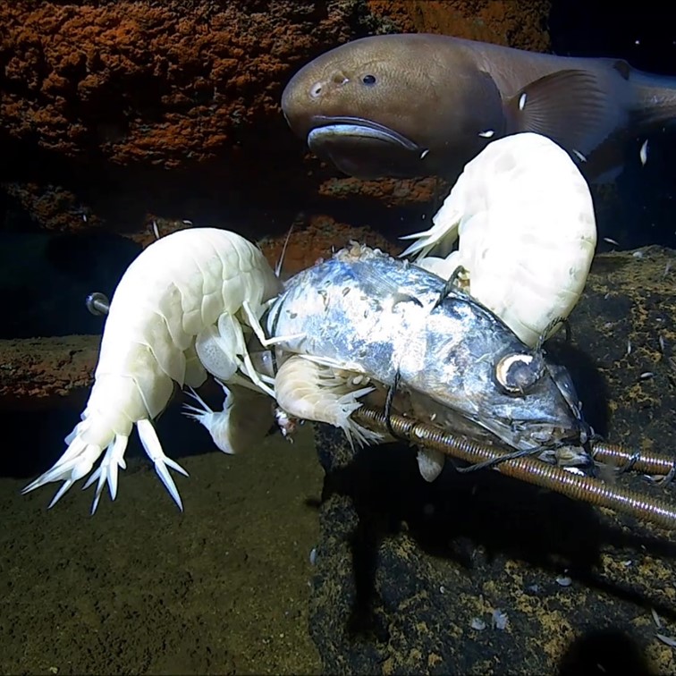 Deep Sea Research Centre tweet media