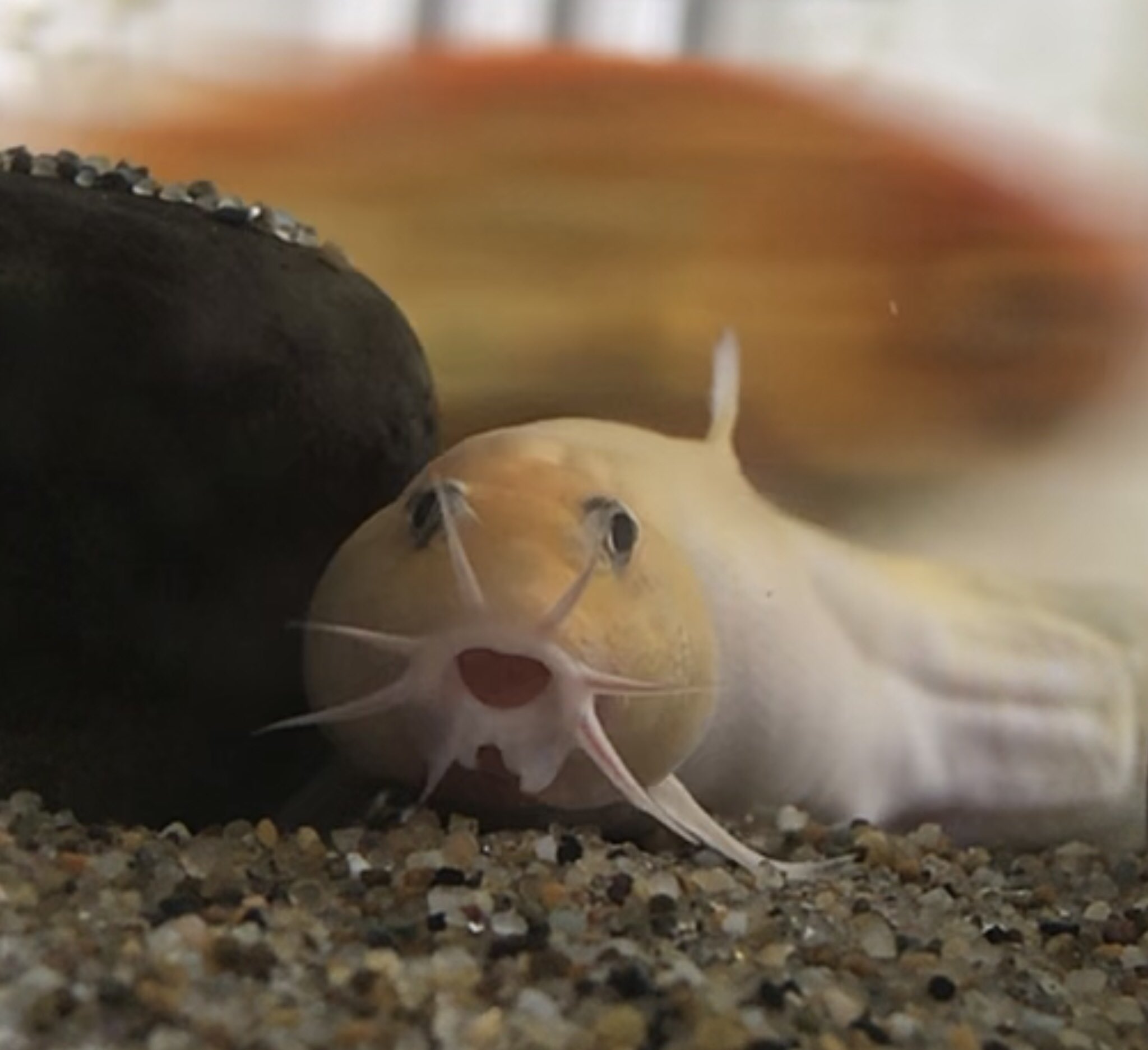 金魚が飼えたよ こんにちは 今日もどじょうは平和 金魚は元気です T Co Kueklohugq Twitter