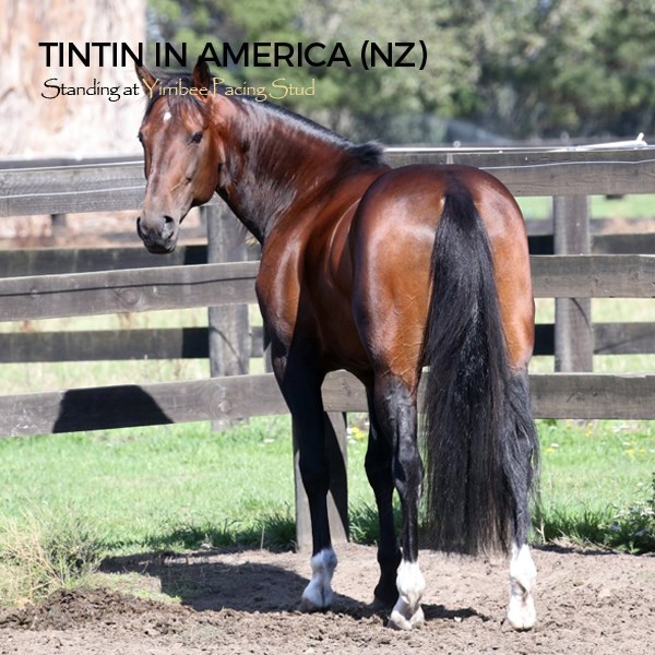 Yirribee Pacing Stud tweet media