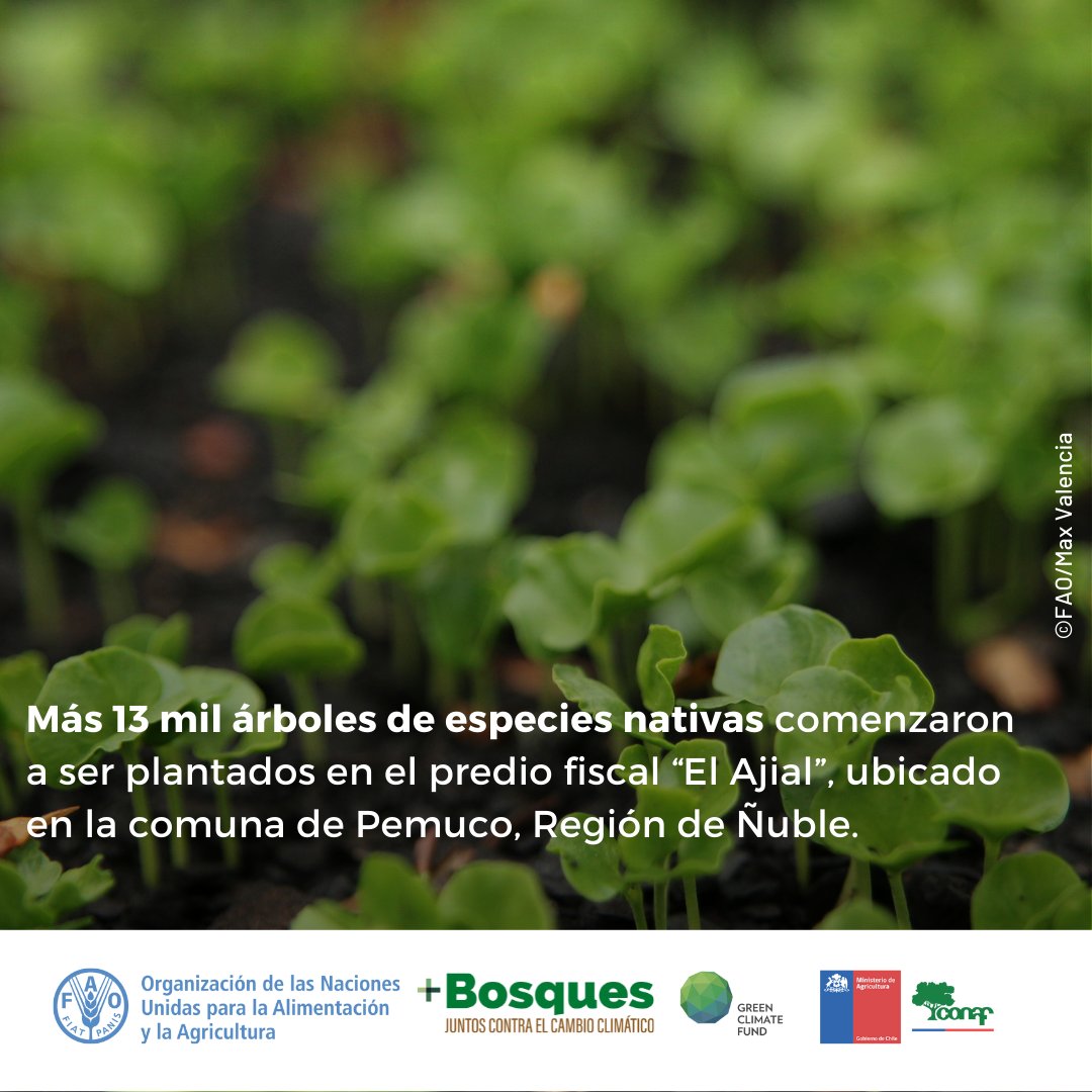 FAOChile's tweet photo. 🌳El proyecto #MásBosques trabaja para aumentar la superficie de bosques de #Chile, restaurar ecosistemas y paisajes degradados y proteger los bosques de los principales factores que generan degradación y deforestación @conaf_minagri @theGCF 🌎 https://t.co/PJnGyg2qyC
