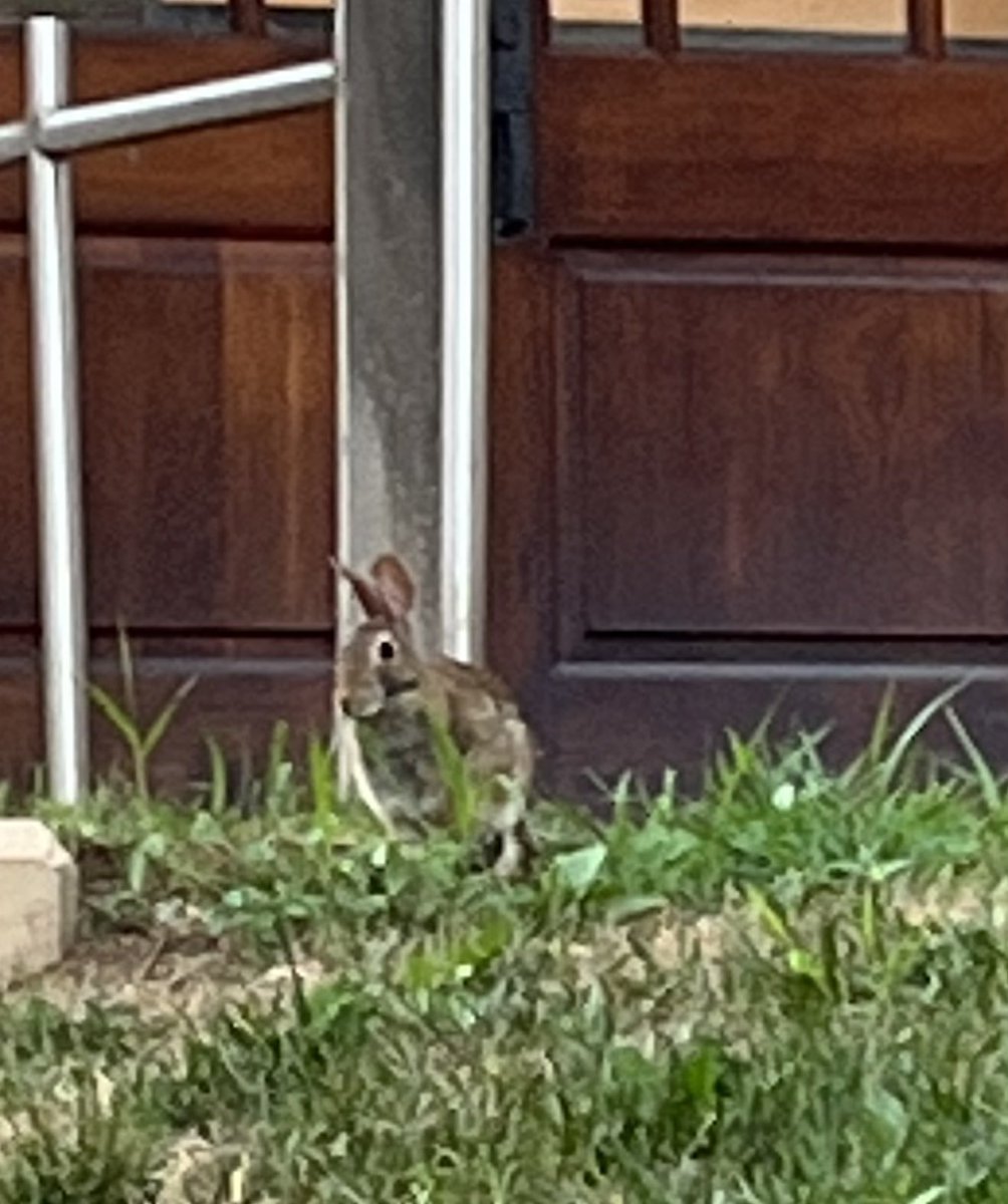 Found a pet for the week while working on my scholarship #AERI22 #nature #prettycampus