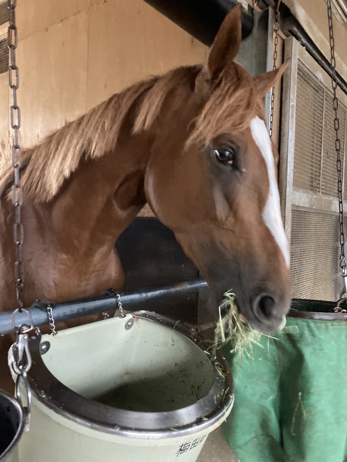 東スポ競馬 イケメン過ぎる馬として呼び声高い ヒロノアステロイド でした 目の色がすごく綺麗なんです アジアエクスプレス 産駒 母 アサヒライジング 東スポ競馬 競馬 T Co Wxxafmlbkf Twitter