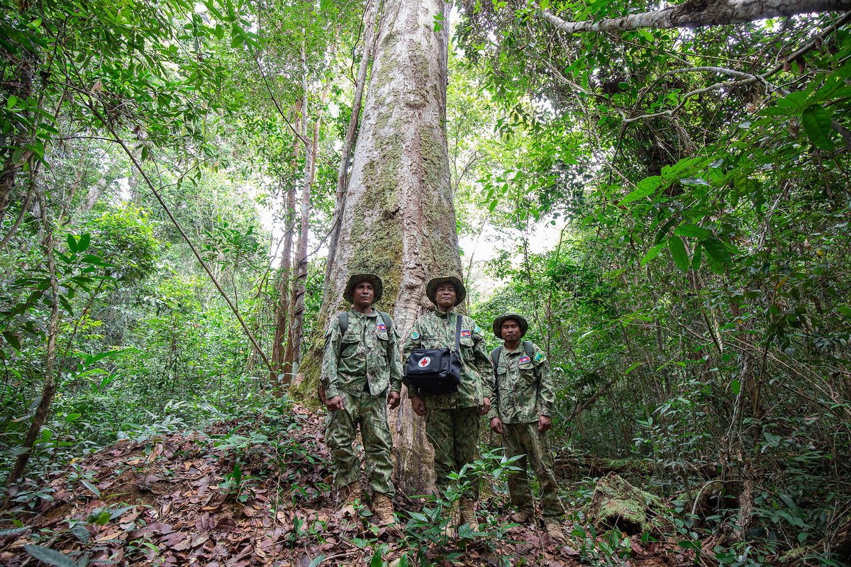 UNDPplanet's tweet photo. Over the years, #Cambodia’s forest cover has declined steadily, with consequences for livelihoods, water &amp; climate change. 

In 2020, under their updated national climate pledge, they set an ambitious 2030 target to halve the rate of deforestation. https://t.co/vBPQB5T6qr https://t.co/wrvcXOwJKJ