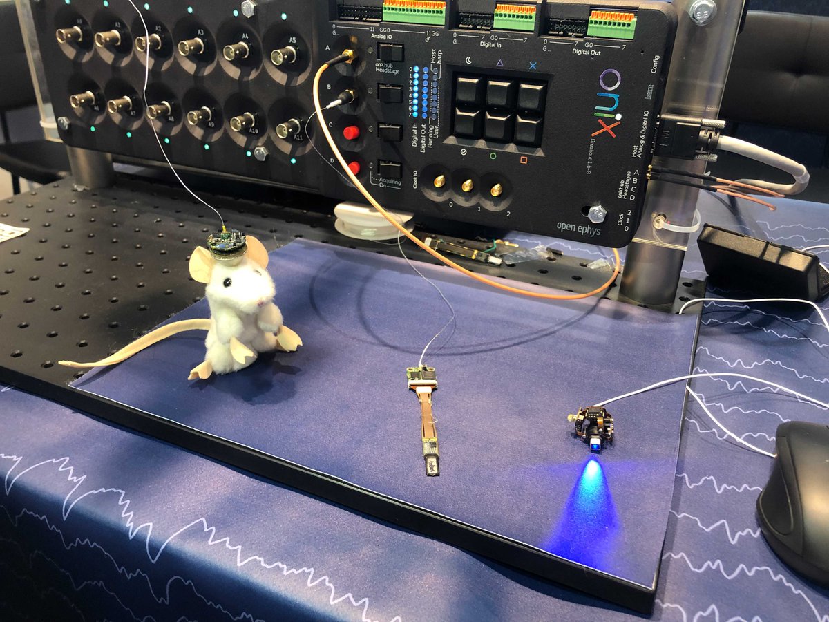 Open Ephys https://bsky.app/profile/openephys.bsky tweet media