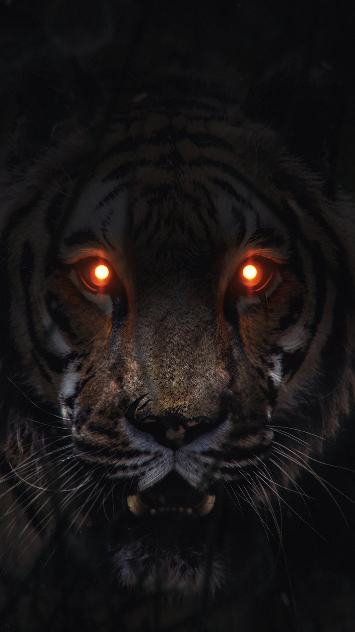 Black Tiger Wallpaper  Black Tiger Wallpaper  Download Fre  Flickr