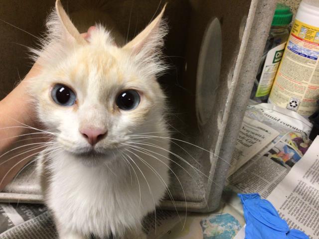 CutePetsRiverside tweet media
