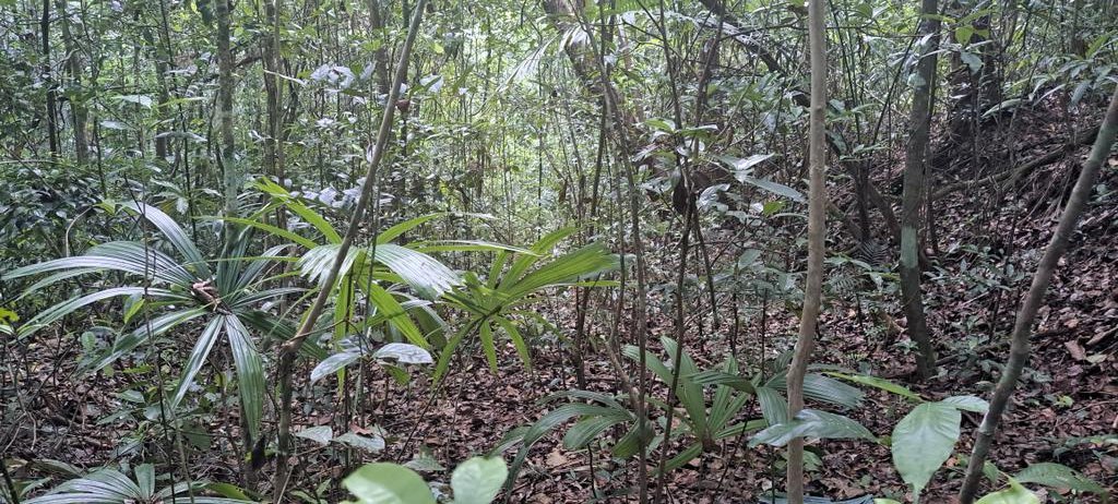 ronypiedrasanta's tweet photo. Lo que antes era la carretera a Tikal, apenas se observan los bordes laterales #Plan22 https://t.co/vpOjxkqXPj