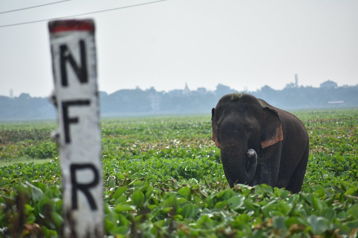 Pramod kalita tweet media