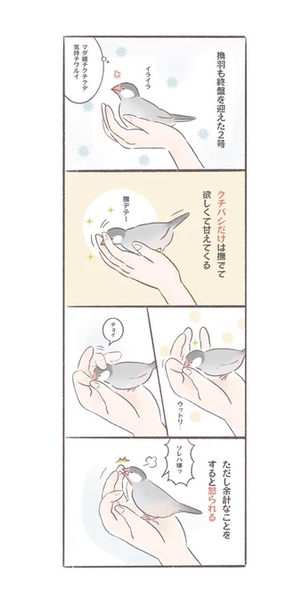 換羽も終盤を迎えクチバシを撫で欲しい2号、でも余計なことをすると怒られる
#文鳥
#bunchoslife 