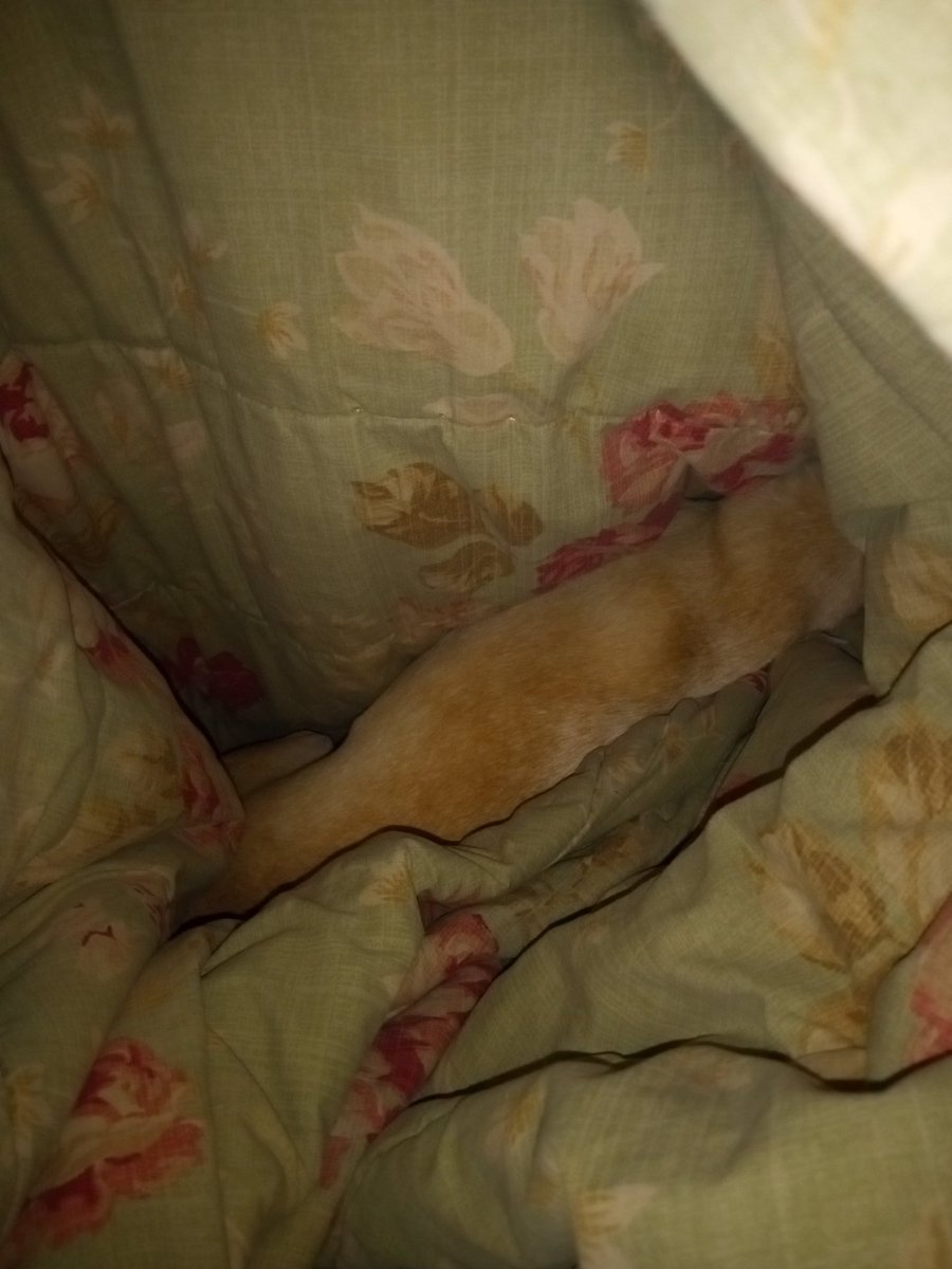 writersdelite's tweet image. A live look at Dog NOT givin' me my blanket. 🤦🏾‍♂️🤦🏾‍♂️🤦🏾‍♂️ I'm dead ass not even under the covers right now. 😒😒😒 Look at the TUNNEL he created! 🥴🥴🥴

#ThisGuy #HowRude #StephanieTanner #ImChilly #dogs #DogsofTwittter #chihuahuas #ChihuahuasOfTwitter #SmallDog #SleepyDog #funny