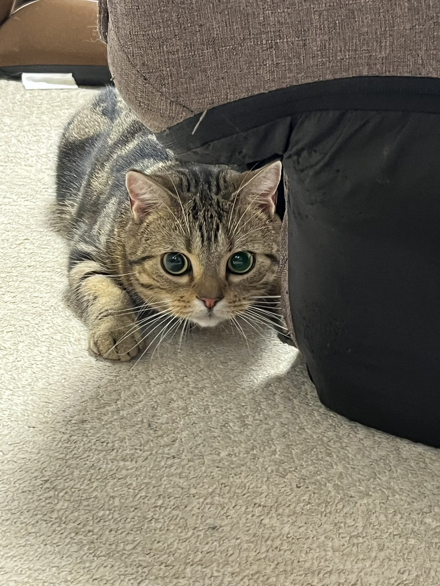 猫って面白い Twitter Search Twitter