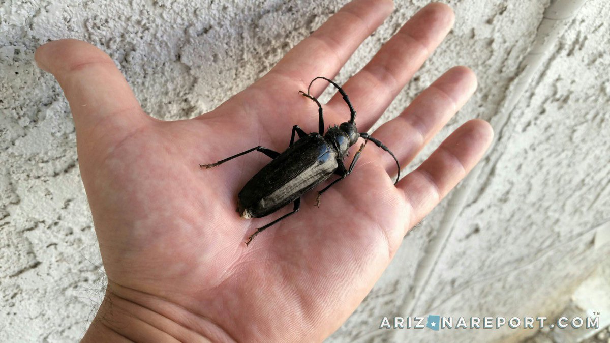 Pdrelick21's tweet photo. @FINALLEVEL Arizona Palo Verde beetle https://t.co/iQcPBBlIJP