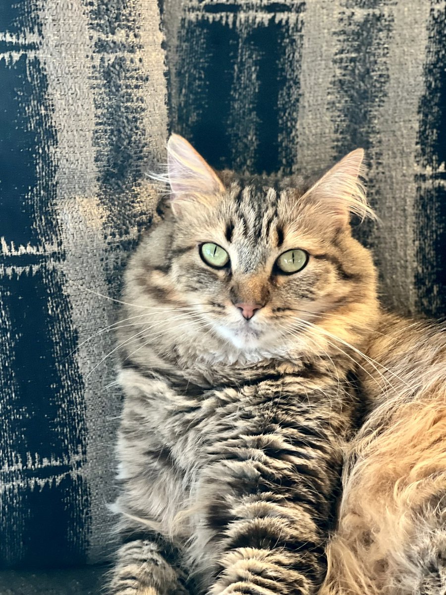 Stephen Dolenski tweet media