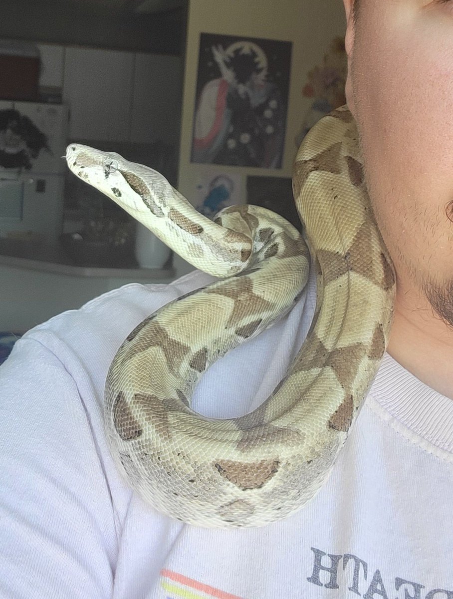 Took in my ex-roommate sister's male Boa Constrictor. Renamed him King Crunch. He's an anerythristic Morph, I think about 4-5 years old. A good sized lad who's still growing~