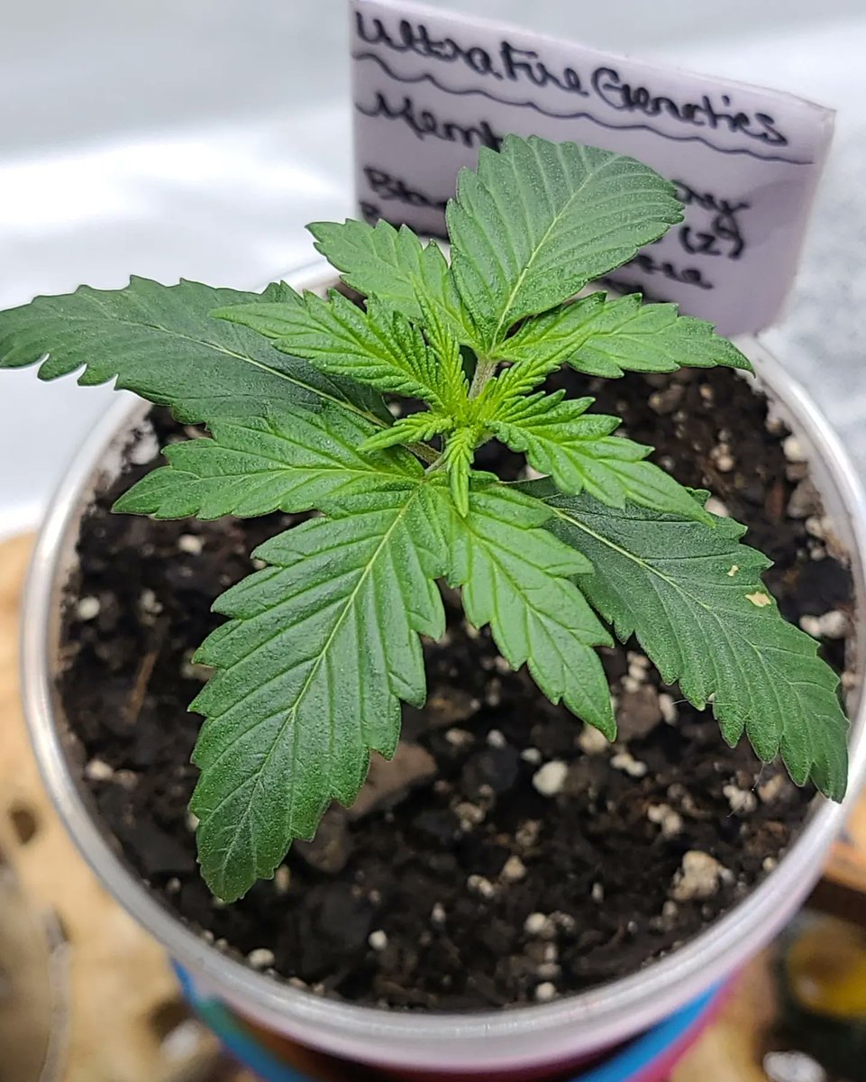 Kush_Kween_420's tweet photo. Cute lil baby to occupy me &amp; my 🕷SE3000 while I wait to fill my 5x5 for the International Womens Growers Showcase by @InhouseGenetics thats comin soon♀️👑💚🌬
#blazingjanes #inhousearmy #inhousegenetics #oneworldoneplant #femalegrowers #girlswhogrowweed #spiderfarmerofficial https://t.co/6LKQsXUPw7
