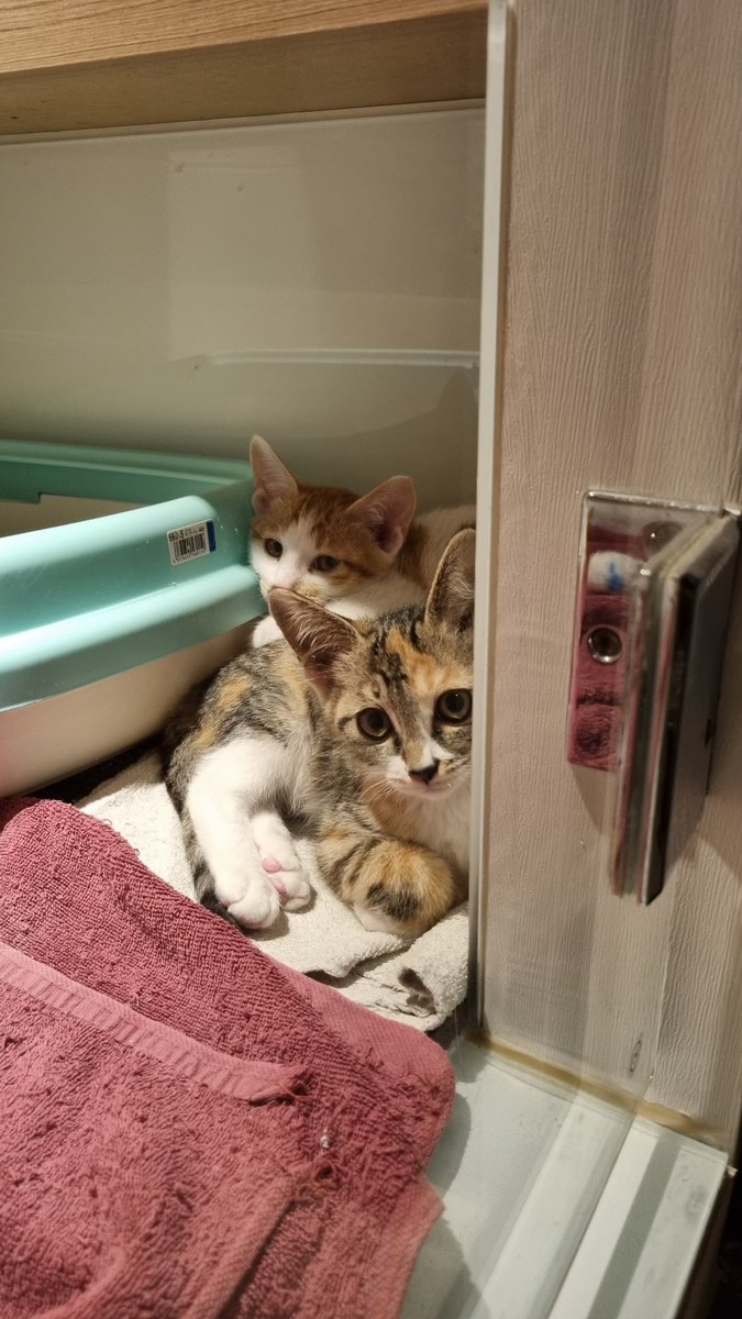 flyingpetclinic's tweet photo. [입양홍보] 처음에 사람을 무서워하던, 아이들도 이제는 많이 순해졌습니다. 순한 형아고양이 행동을 보고 배우기도 합니다. 가족을 찾아요. https://t.co/DX2p30iplW