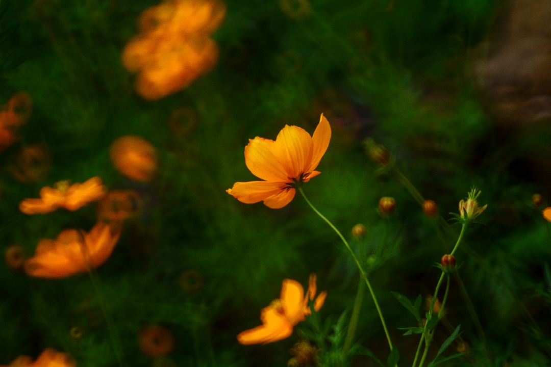 Fot. Ricardo Ortega tweet media