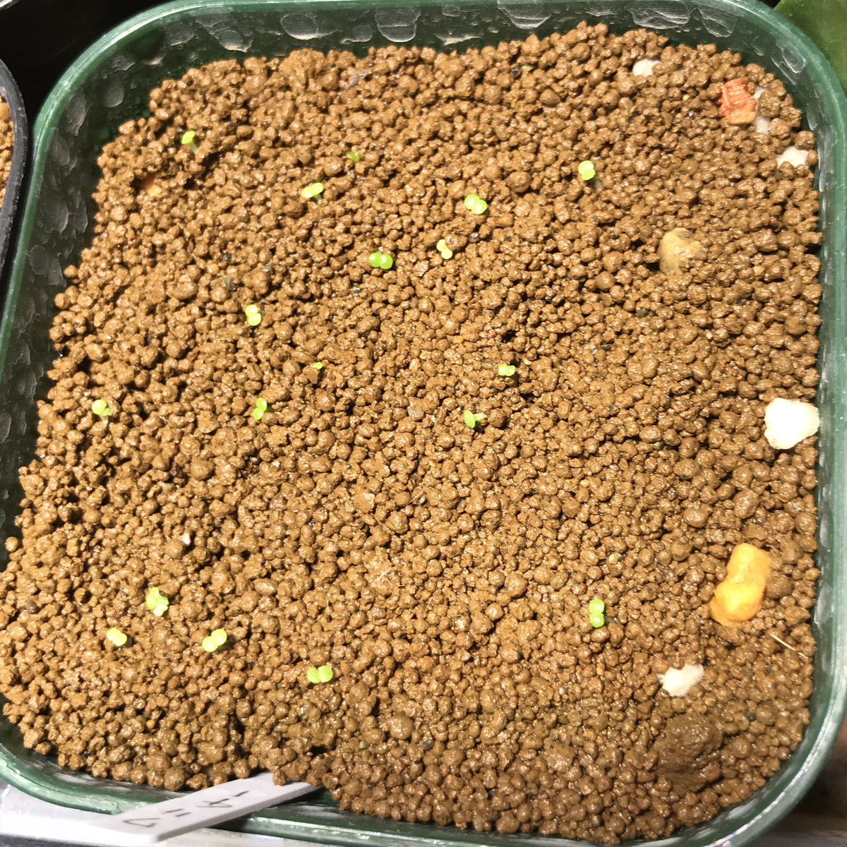 otanikusan's tweet photo. 朝のお仕事終わりー
パキポの種注文してたのがやっと届いたから
ご飯食べたら種まきしよーー😆
一足先に撒いたwallichii
可愛い双葉がたくさん
すくすく育てよ🥰

#多肉植物 #ピザールプランツ https://t.co/wSvcfv9JRb