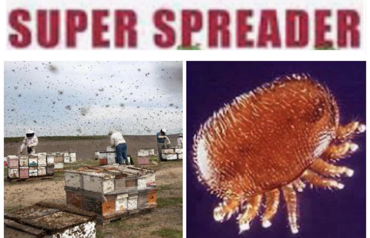 beethecure's tweet photo. We as a bee loving community are raising funds to protect Australian bees, the Australian food industry and Australia’s food security and 46000 beekeepers against varroa mite. 

https://t.co/vSevr9IR16 https://t.co/3HuwJbFBtB