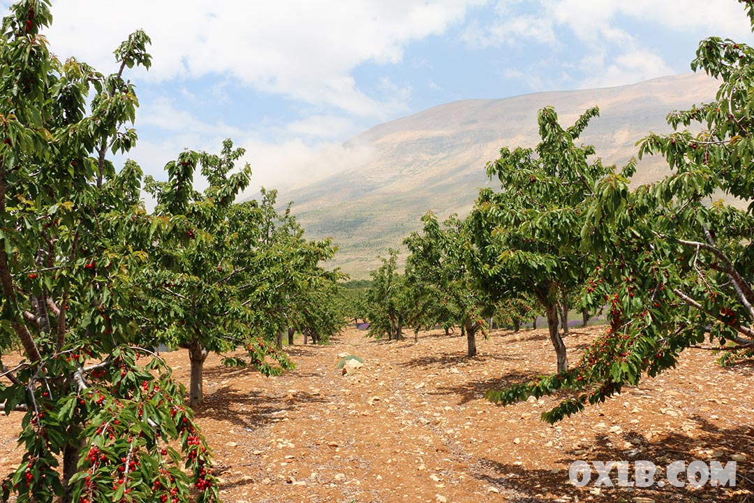 onefineart's tweet photo. Cherry trees in Bshari region... the beauty of Lebanon - https://t.co/QupEaHtcuw

#lebanonbeauty #lebanon #bechare #bechareh #mylebanon #discoverlebanon #bshari #cherry #cherries #cherrytree https://t.co/4ZJEDJhu0g