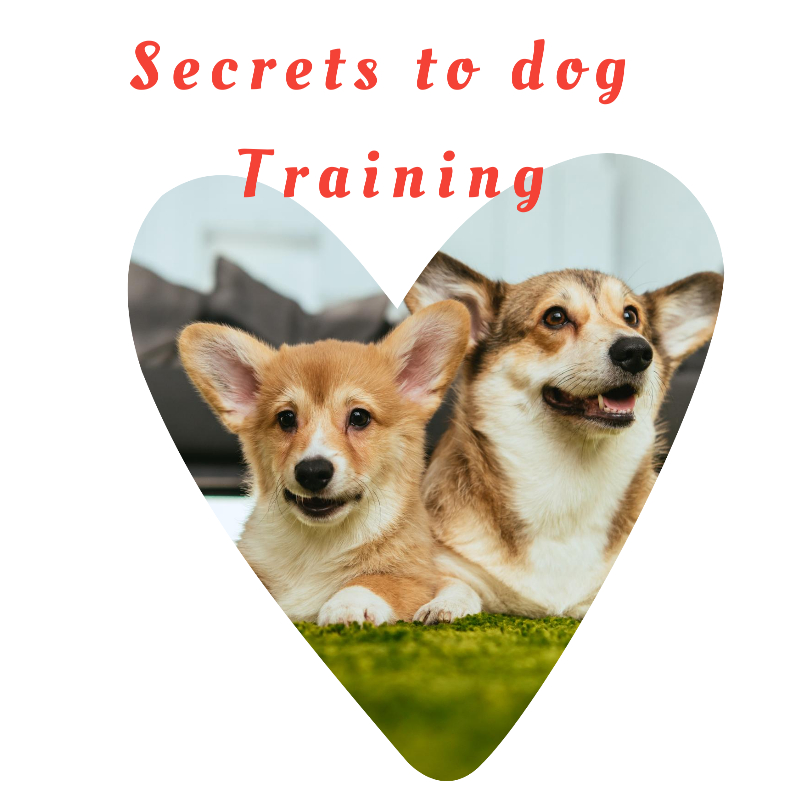 Praktikotips's tweet photo. Effective Training Tips And Rules For Dogs Obey
Have you ever said "my dog doesn't learn" or "my dog doesn't listen to me"? 

#dogstraining   #training #dogharness #dog #dogcollar #dogleash #dogaccessories #harness  #dogscare #doglover https://t.co/YVFZ22BSGT