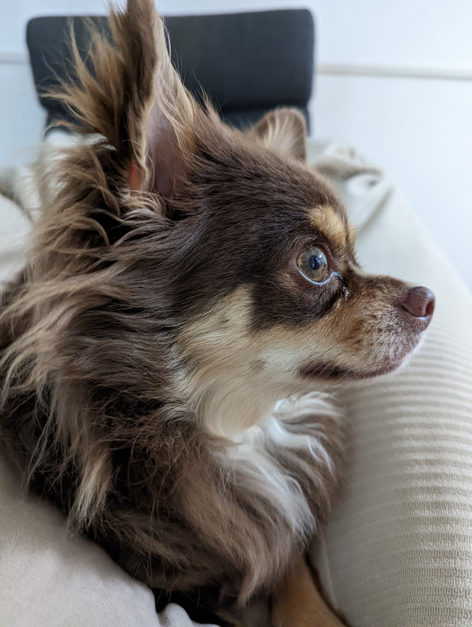 チョコパン 横顔が好き チワワ チワワのいる暮らし いぬのいる暮らし 犬との暮らし T Co Qkg2uzbzbt Twitter