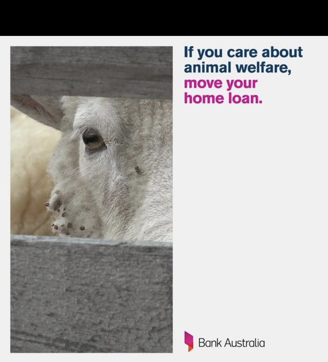 Anyone else seen this piece of marketing gold from Bank Australia? Apparently live export and intensive farming practices don’t align with their responsible banking policy. I wonder how not eating, going hungry and not being able to feed your children also fit into that policy?