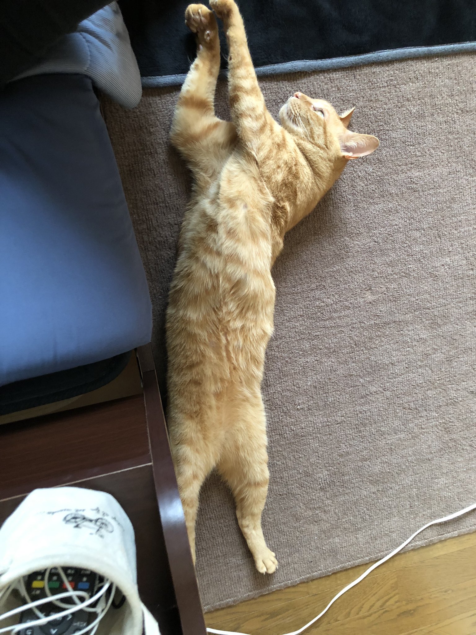 つむたん あんよ ピーンなねこちゃん かわいいかわいい 猫ちゃん 茶トラ 猫好きさんと繋がりたい T Co Exjqn92tim Twitter