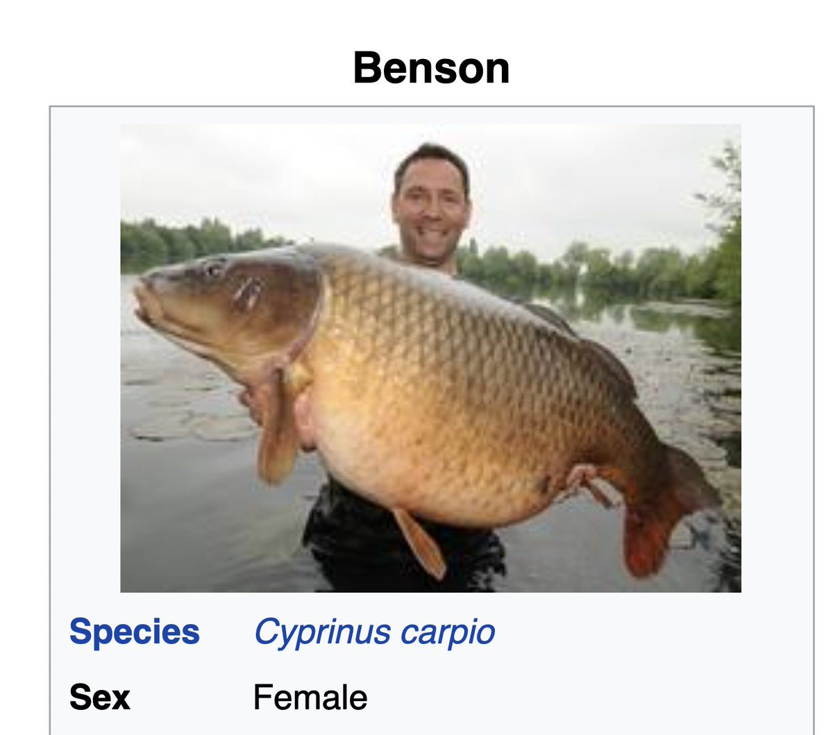 "Benson's popularity was such that she was caught 63 times in 13 years... she has also been referred to as 'the people's fish'"