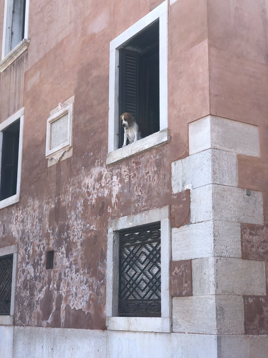 Monsieur was waiting for me today. Doge’s Palace. #Venezia #DogsofTwittter