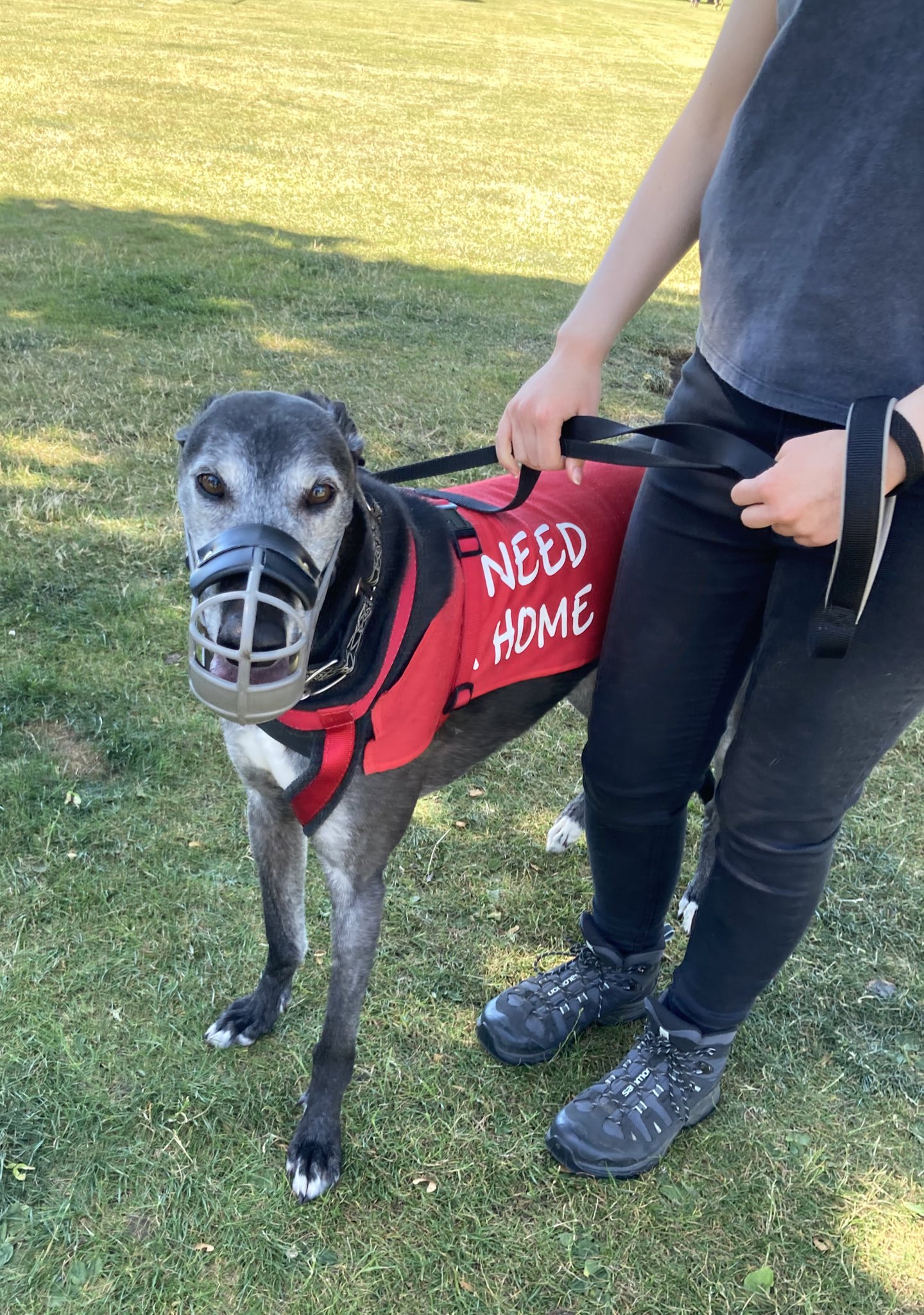 Greyhound Rescue Fife on Twitter "🥁DOG OF THE MONTH Smokey is