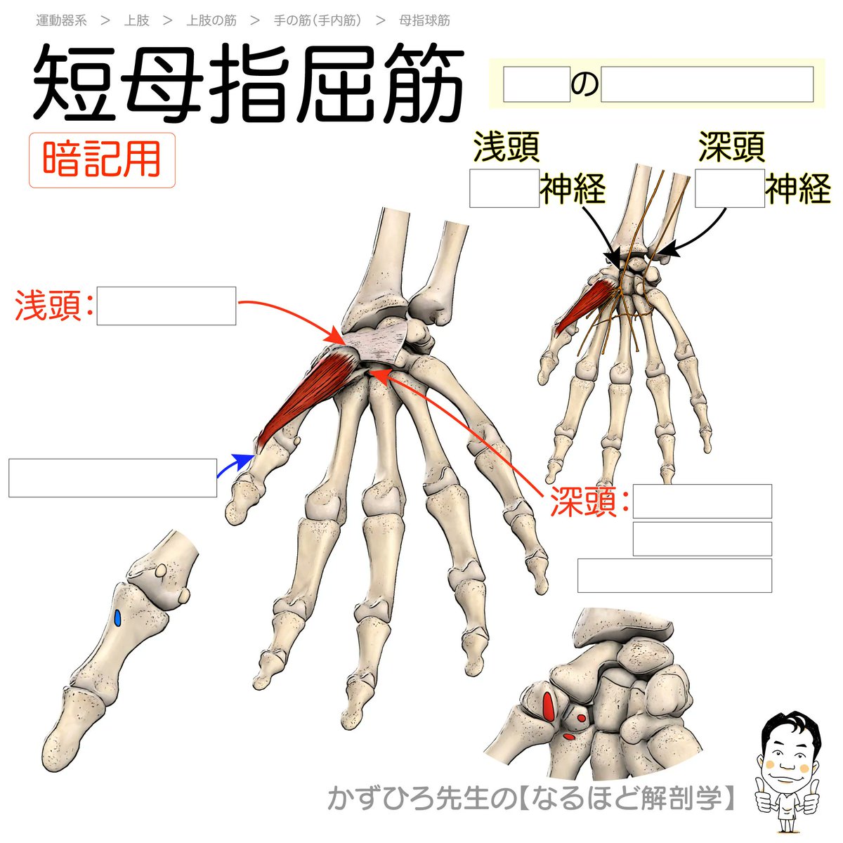 黒澤一弘(かずひろ)解剖学IT教育・指圧師・ラダック on X 黒澤一弘(かずひろ)解剖学IT教育・指圧師・ラダック on X