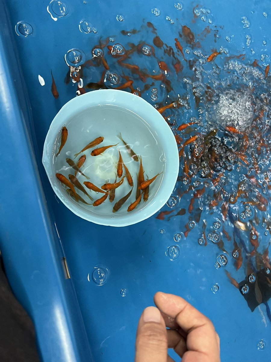 金魚が黒くなるのはなぜ 黒斑病や黒ソブの症状や原因 治療方法とは きんぎょりうむ