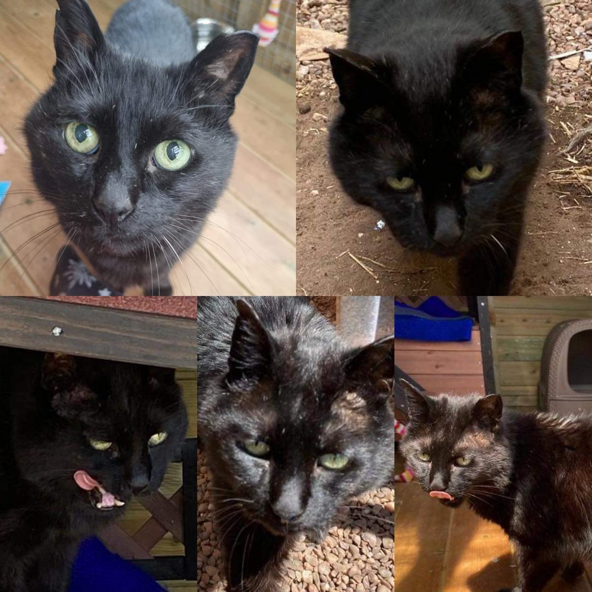 Stray Cat Rescue Team West Midlands tweet media