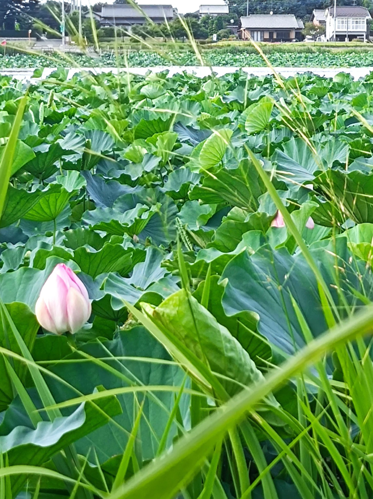 Yasumasa 今日のお散歩 昨日 10日 から花ハスまつりが開かれてる北関東一の蓮の名所に蓮の様子を見に行ってきました ようやく蕾が上がってきた頃で まだまだでしたが 水面を渡る風が気持ち良かったです 城沼 群馬県館林市 花ハスまつり