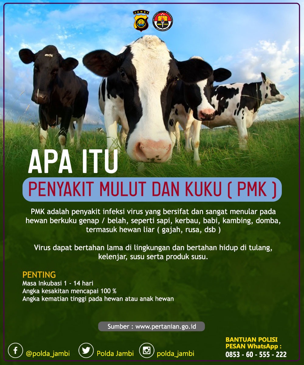 polda_jambi's tweet photo. Apa Itu Penyakit Mulut dan Kuku ( PMK )

PMK adalah penyakit infeksi virus yang bersifat dan sangat menular pada hewan berkuku genap / belah, seperti sapi, kerbau, babi, kambing, domba, termasuk hewan liar ( gajah, rusa, dsb )

#poldajambi https://t.co/z9a2HcR8mq