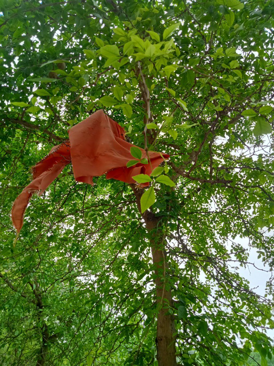 Prernakanani1's tweet image. The beauty of India💕

#jayaparvativrat
#Unity_in_Diversity✨