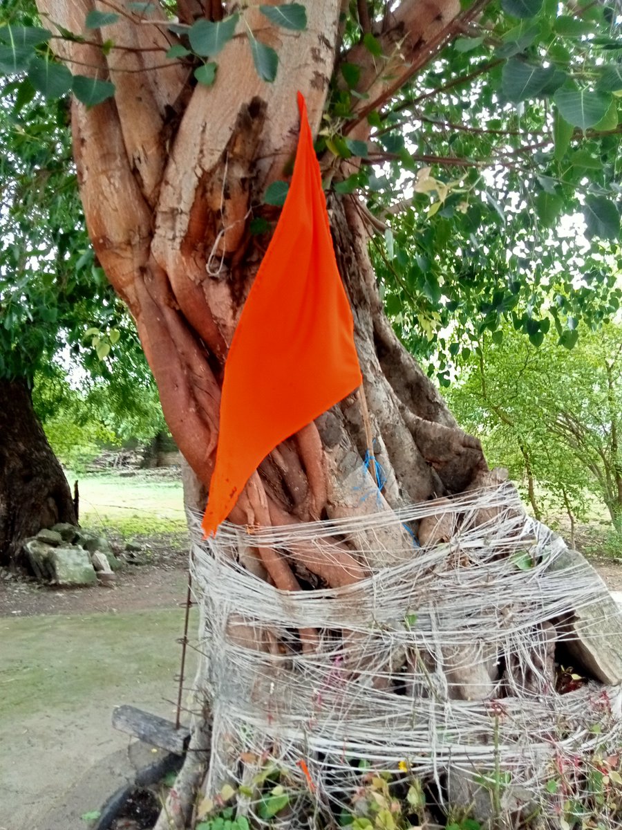 Prernakanani1's tweet image. The beauty of India💕

#jayaparvativrat
#Unity_in_Diversity✨