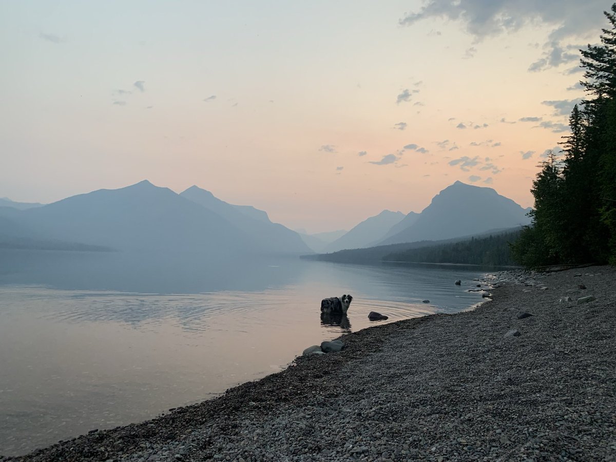 collinsjacob1's tweet image. 🐶