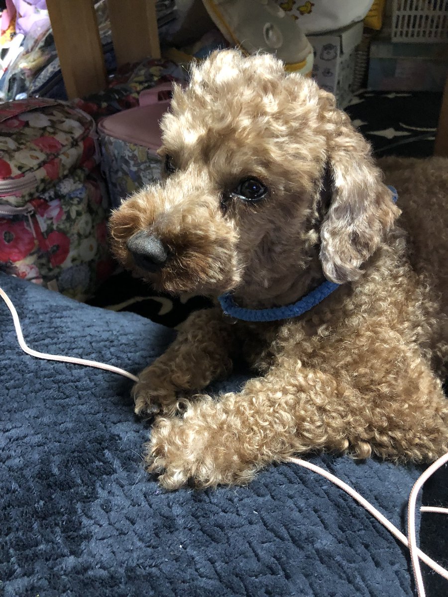 aroi96's tweet image. 愛犬が悪性リンパ腫と診断を受けました。 ドナー犬を探しています！ 病院は長野県の南牧村にあるのべやま動物病院です！ 10kgほどあり8歳くらいまでのワンちゃんで輸血の協力できるワンちゃんを探しています！ ※輸血の際に安定剤を使用するとのこと。そちらも了承頂きたいです。
#輸血犬#共血犬