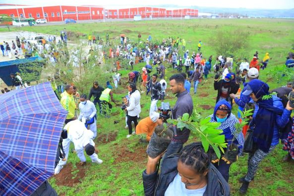 AddisYouth's tweet photo. " አሻራችንን ፣ ለትውልዳችን ፣ለትውልድ እንስራ ፣ ለኢትዮጵያ እንትከል በሚል መሪ ቃልና መልዕክቶች  የአረንጓዴ አሻራ የችግኝ ተከላ መርሀ ግብር ተካሄደ 
ሀምሌ 03 / 2014 ዓ.ም አዲስ አበባ ። https://t.co/yMXwWWslf6